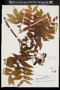 Sorbus commixta image