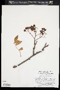 Sorbus aucuparia image