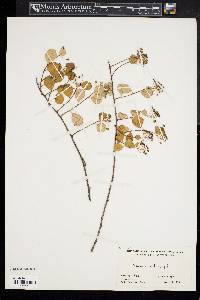 Image of Spiraea rotundifolia
