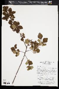 Spiraea blumei image