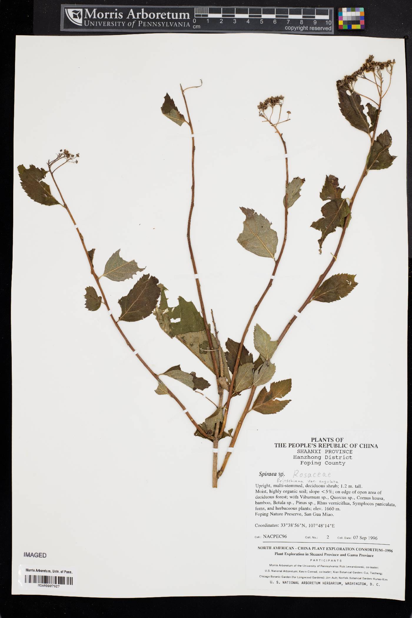 Spiraea fritschiana var. angulata image