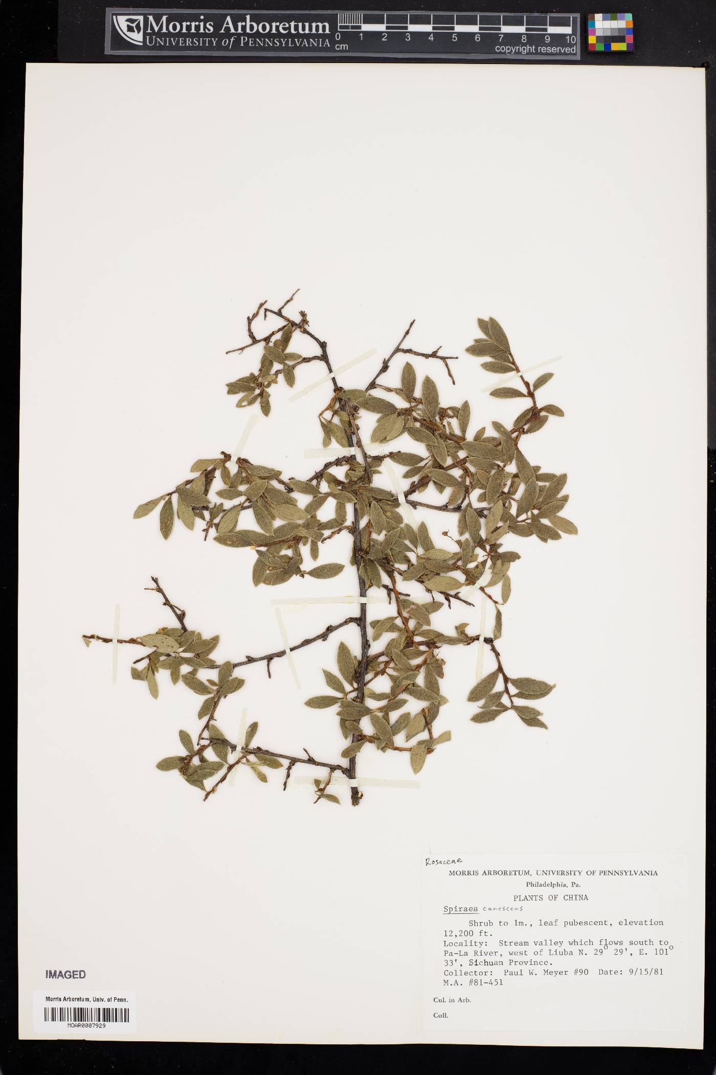 Spiraea canescens image