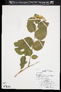 Spiraea betulifolia image