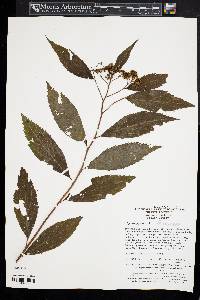 Spiraea japonica image