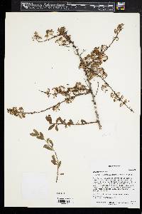 Image of Spiraea mollifolia