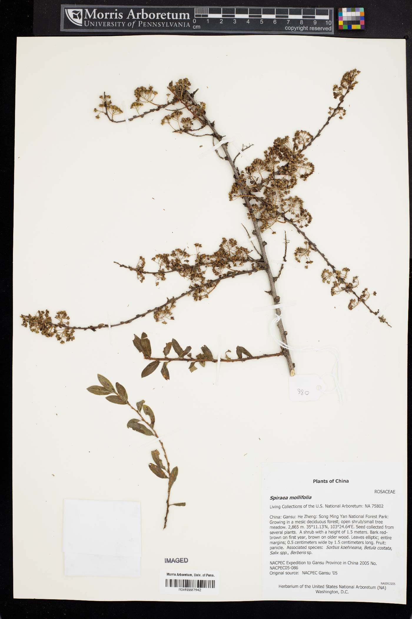Spiraea mollifolia image