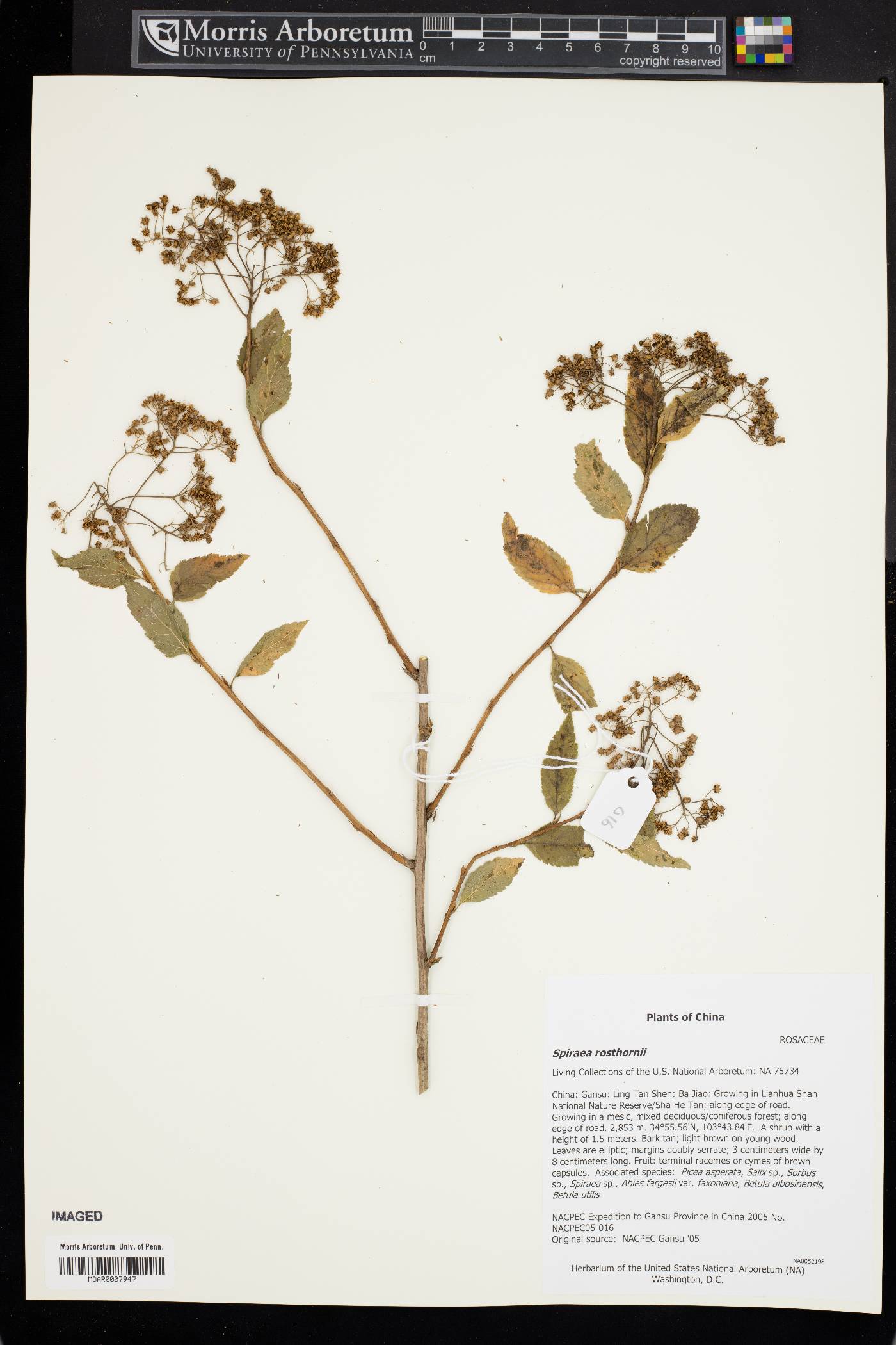 Spiraea rosthornii image