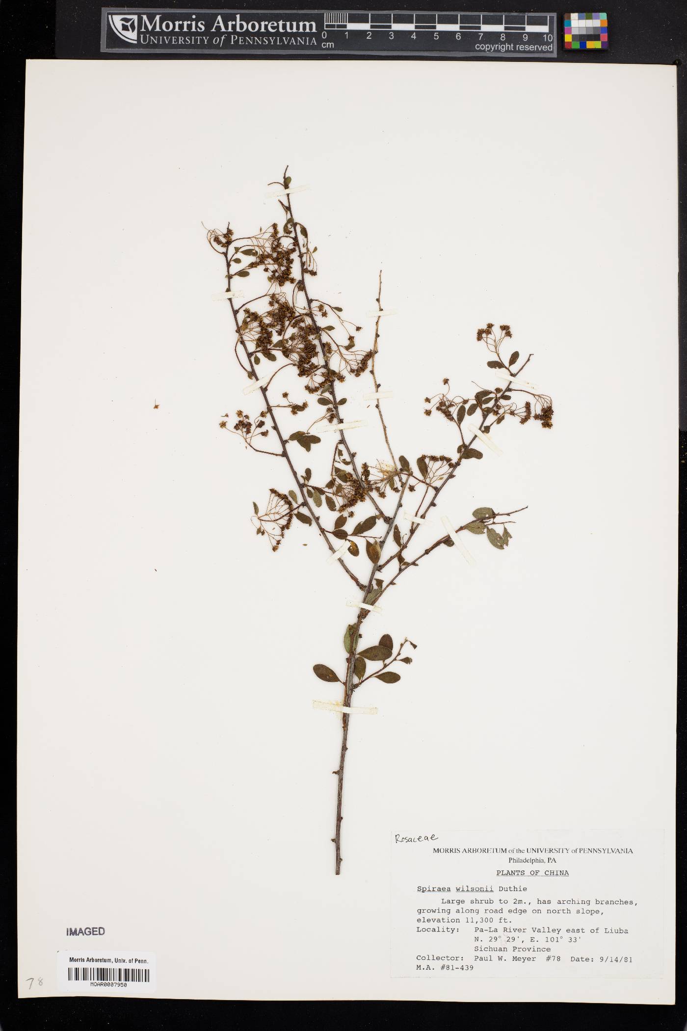 Spiraea wilsonii image