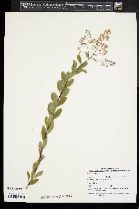 Spiraea alba image