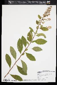 Spiraea alba image