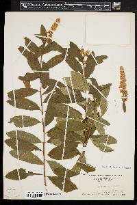 Spiraea alba image