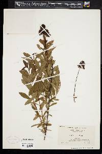 Spiraea alba image