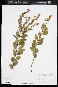 Spiraea alba image