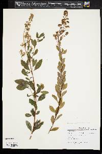 Spiraea alba image