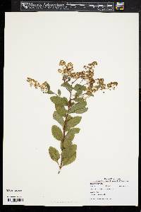 Spiraea latifolia image