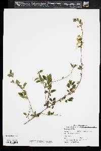 Spiraea prunifolia image