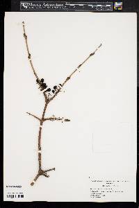 Rhamnus leptophylla image