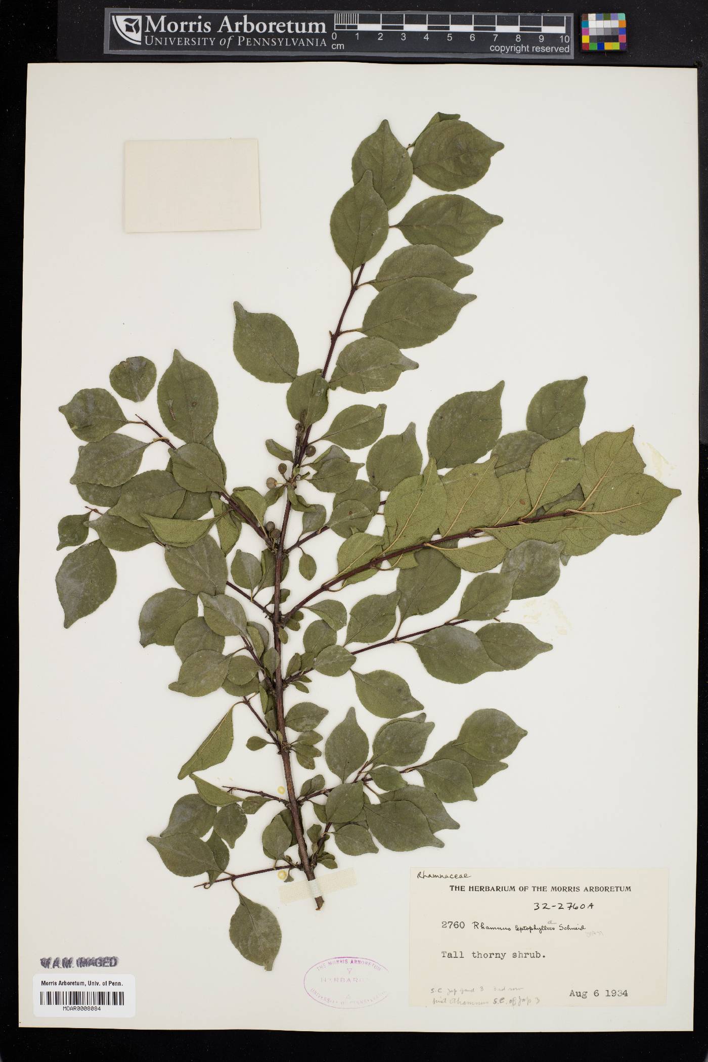 Rhamnus leptophylla image