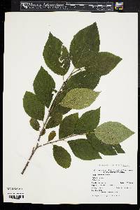 Rhamnus alnifolia image