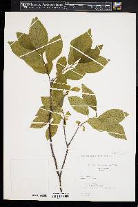 Rhamnus alnifolia image