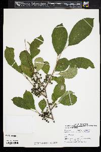 Rhamnus cathartica image