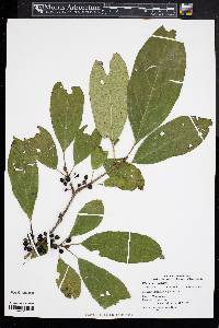 Rhamnus cathartica image