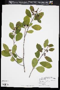 Frangula alnus image