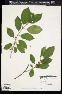 Frangula alnus image