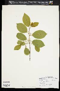 Frangula alnus image