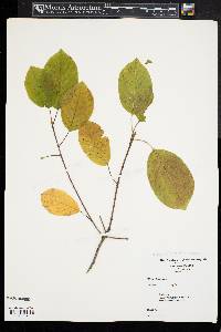 Frangula alnus image