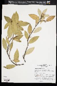 Elaeagnus pungens image