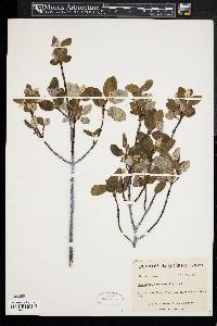 Shepherdia canadensis image