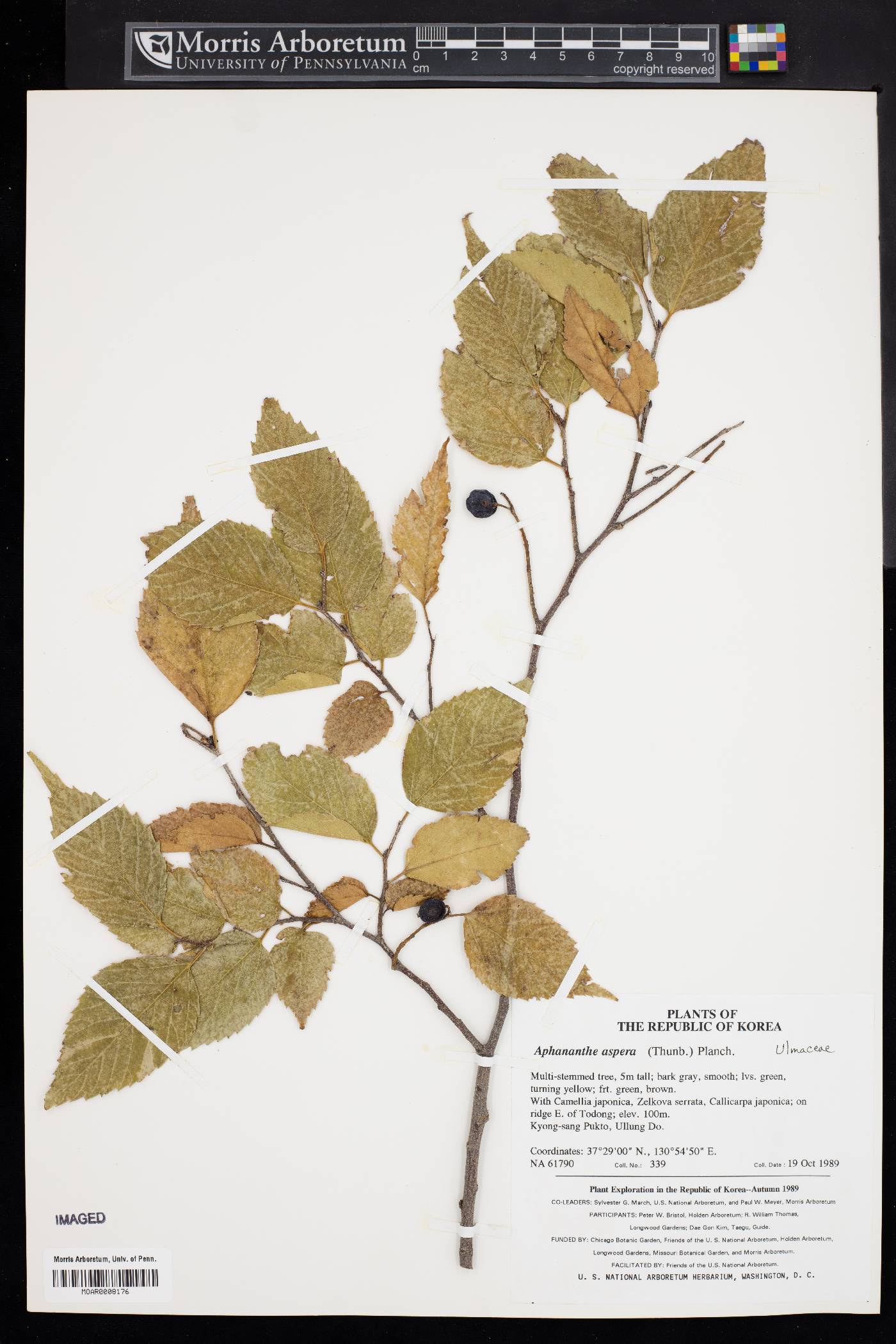 Aphananthe aspera image