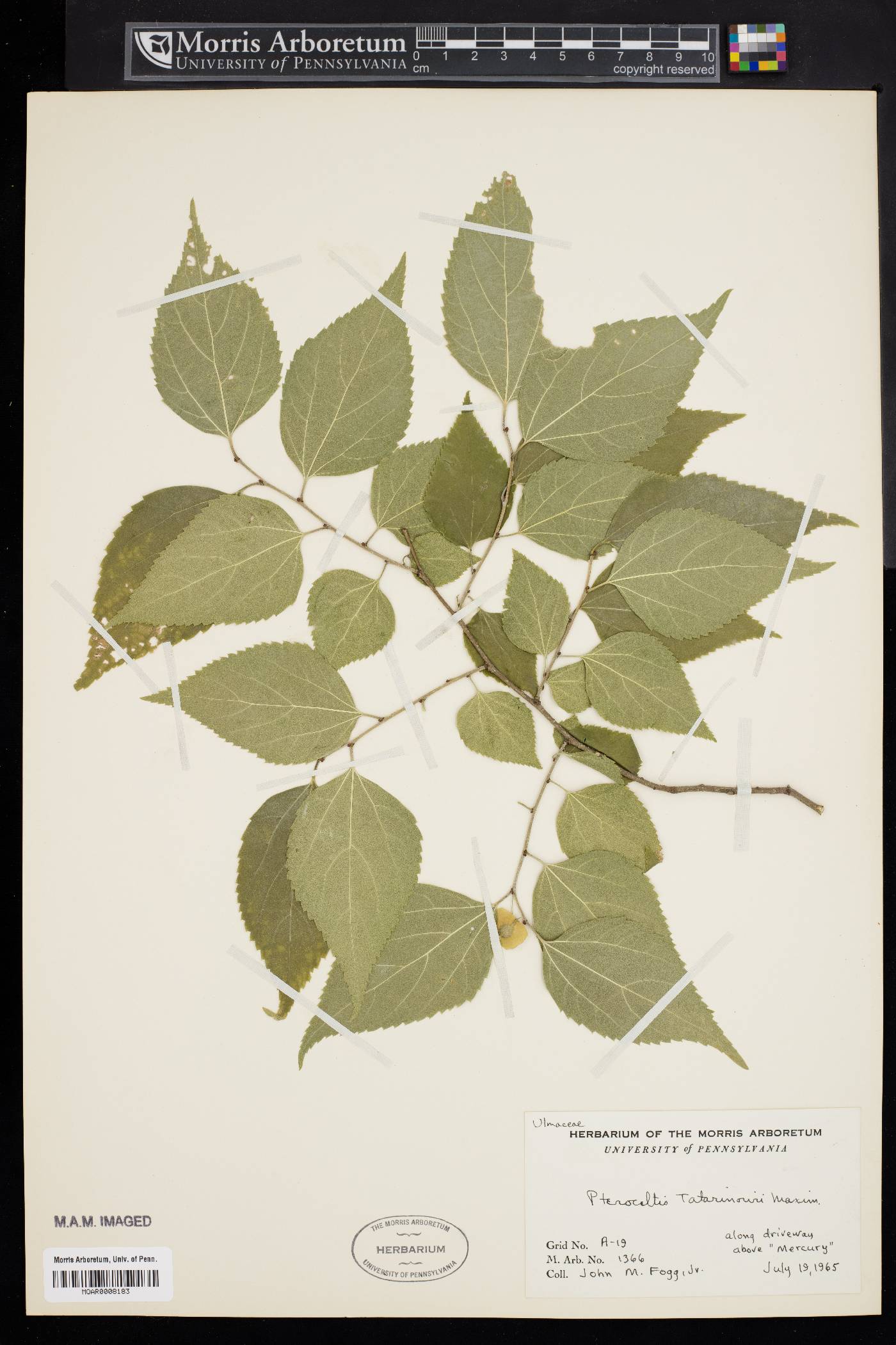 Pteroceltis tatarinowii image