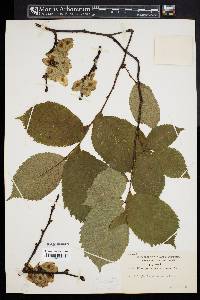 Ulmus glabra image