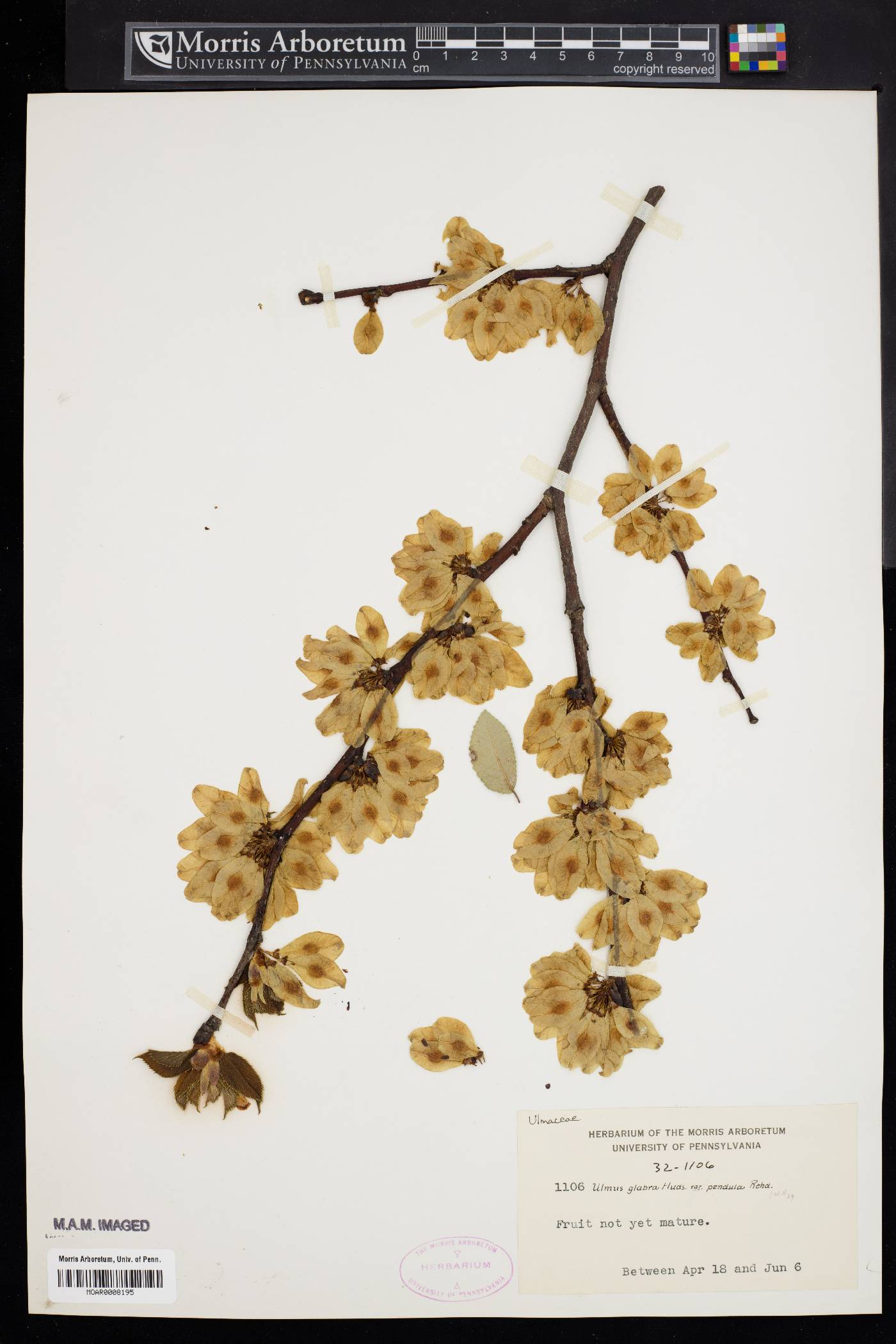 Ulmus glabra image