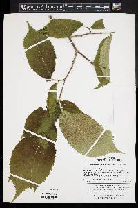 Ulmus laciniata image