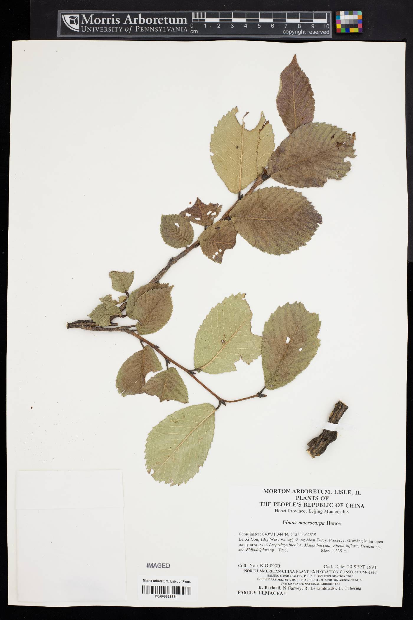 Ulmus macrocarpa image