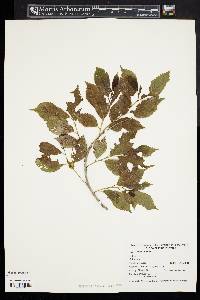 Ulmus pumila image