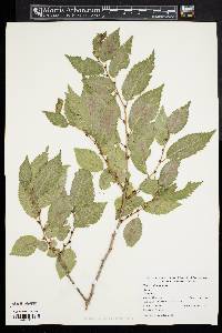 Ulmus pumila image