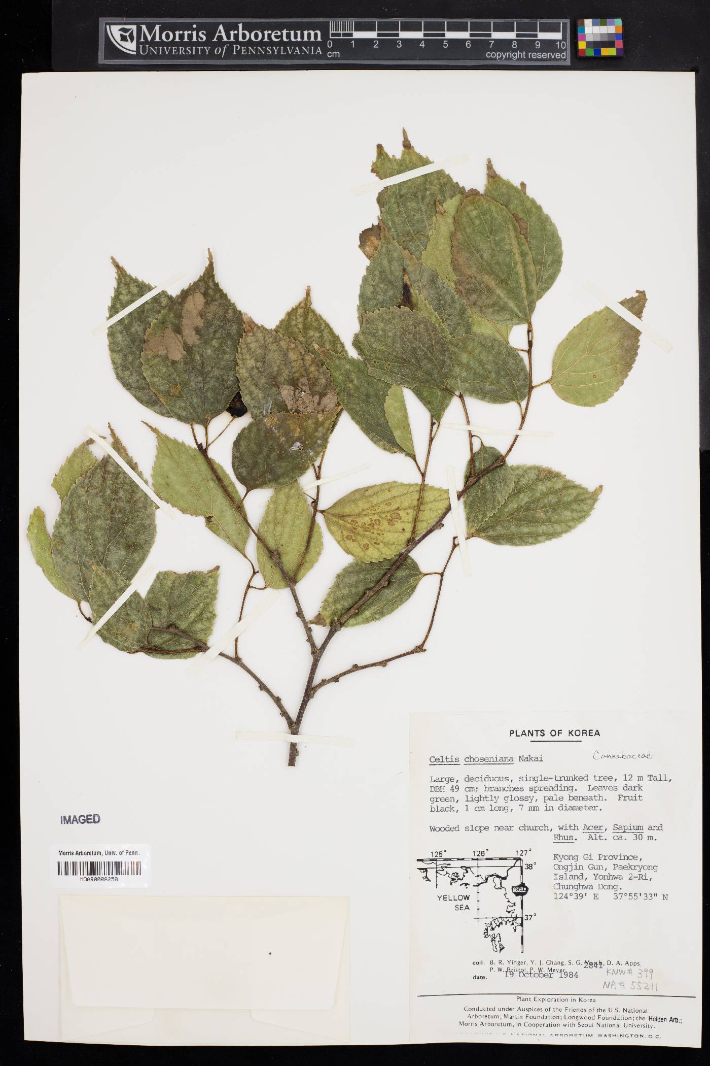 Celtis choseniana image