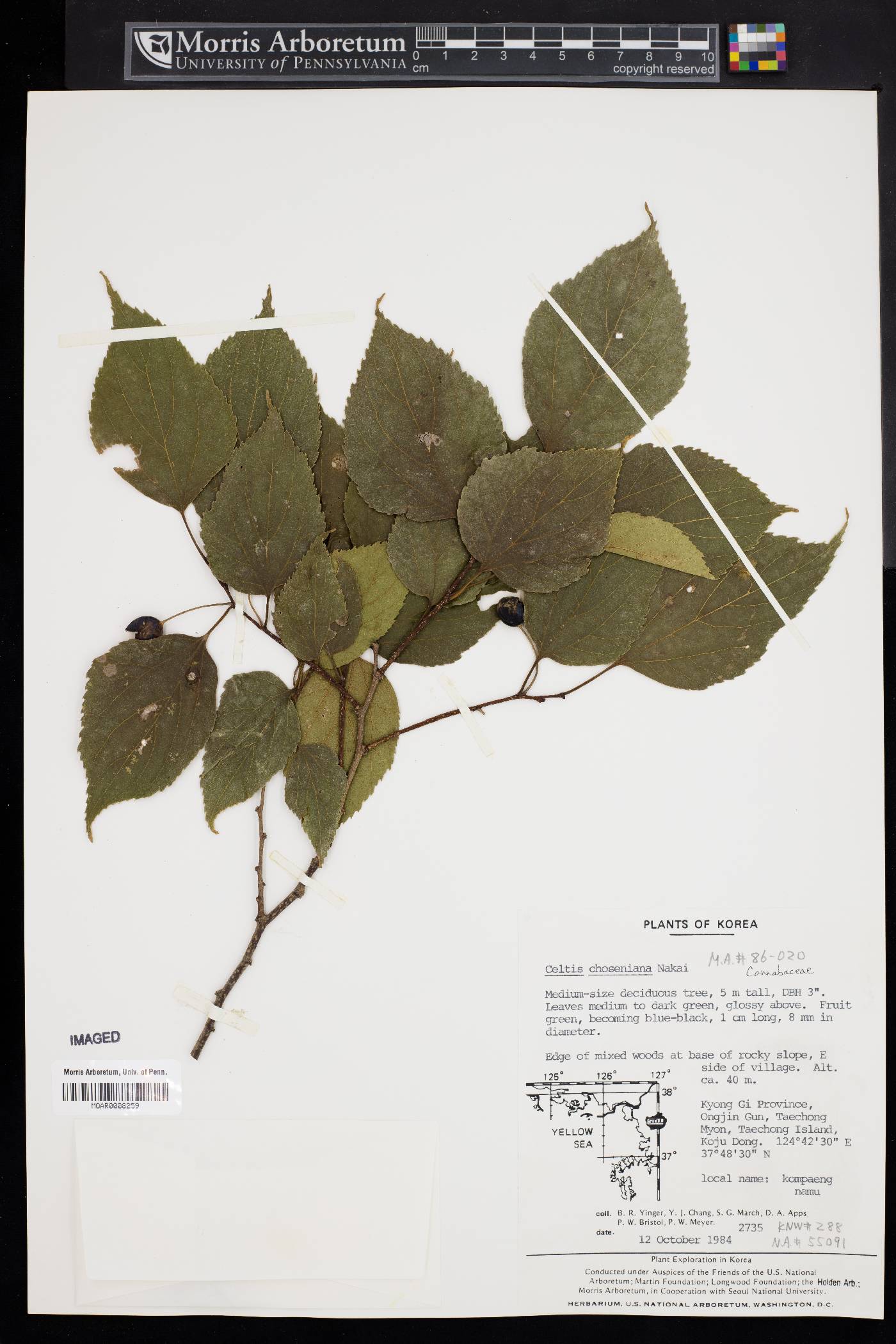 Celtis choseniana image