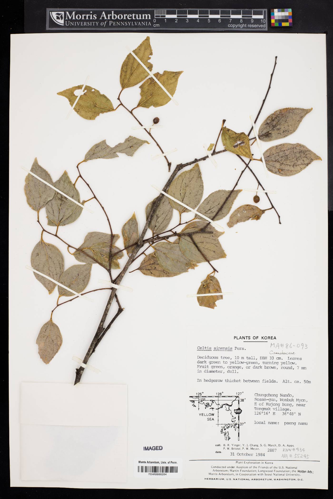 Celtis sinensis image