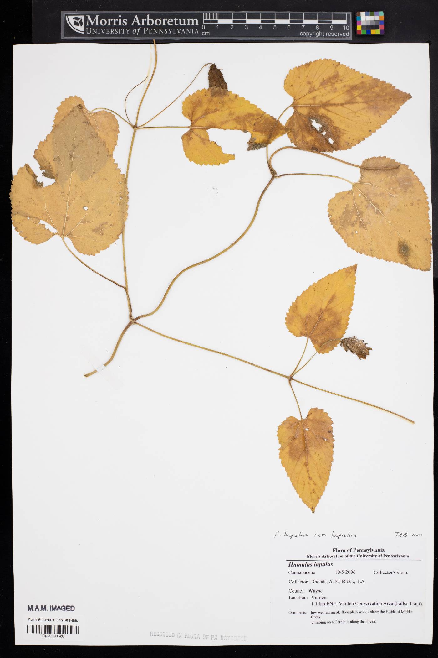 Humulus lupulus var. lupulus image