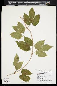 Humulus lupulus var. lupulus image