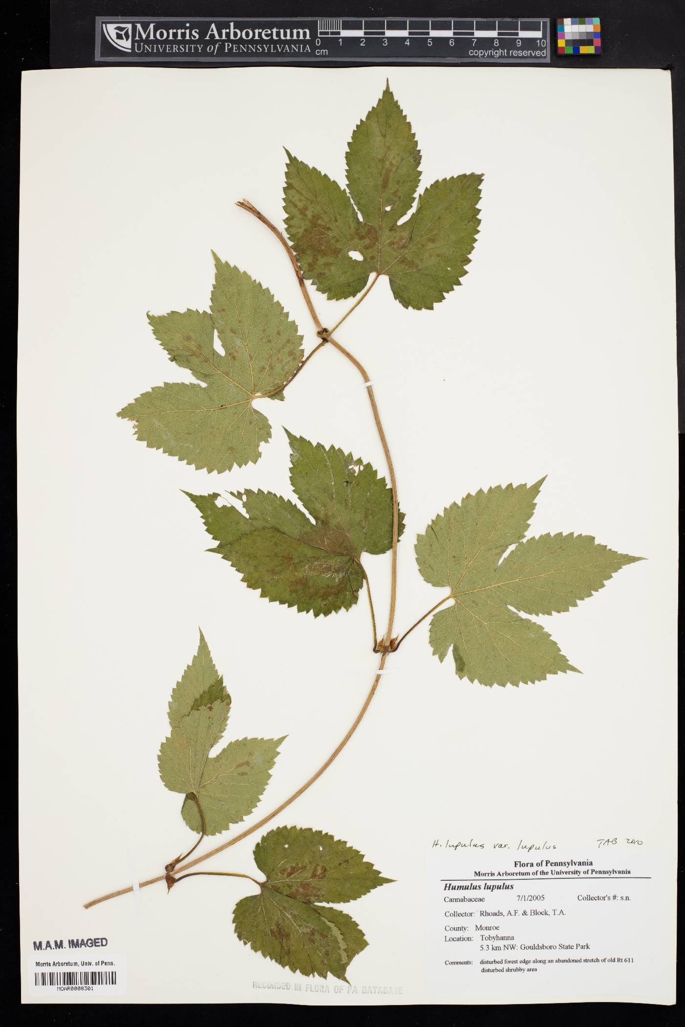 Humulus lupulus var. lupulus image