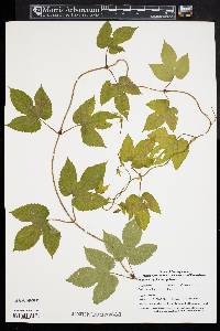 Humulus lupulus var. pubescens image