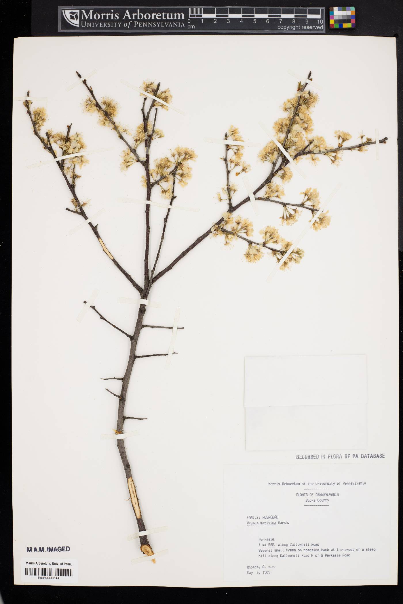 Prunus maritima image