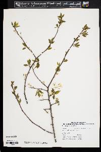 Prunus pensylvanica image