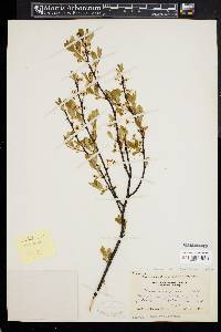 Prunus pumila var. susquehanae image